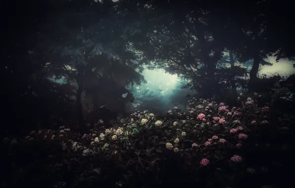 Картинка цветы, туман, мрак