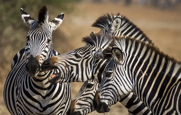 Картинка природа, Африка, зебры