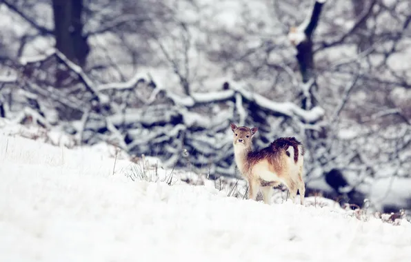 Картинка зима, природа, олень