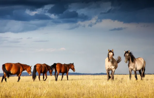 Лошади, казахстан, собчак, ксения, грациозные