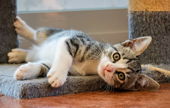 Кошка, взгляд, поза, котенок, лапки, пол, лежит, мордашка