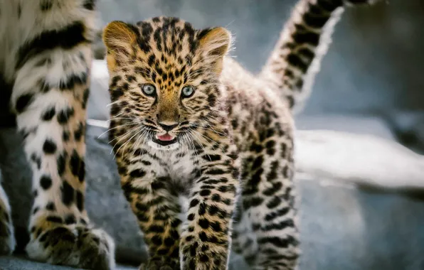 Леопард, детёныш, котёнок, дикая кошка