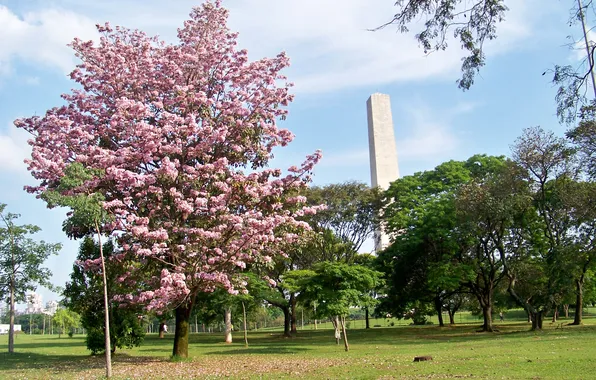 Brazil, Sao Paulo, Ibirapuera Park, Pink Trumpet Tree (Handroanthus heptaphyllus)