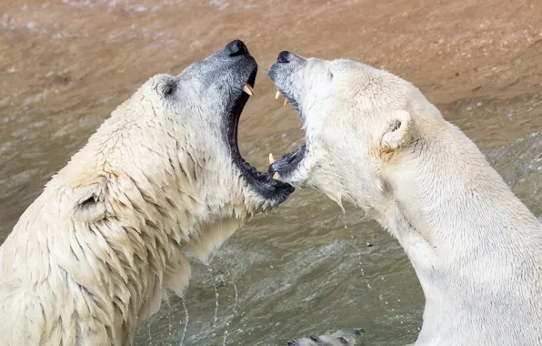 Картинка animals, fight, predators, wildlife, polar bears