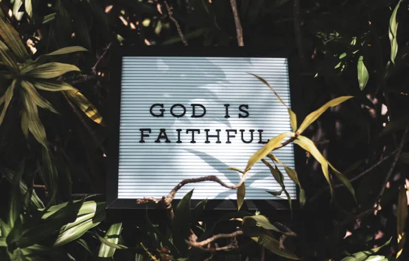 Love, Christian, God, Plants, Jesus, Tony Eight Media, God is Faithful