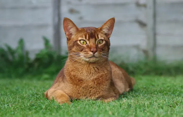 Картинка трава, кот, взгляд, рыжий, лежит