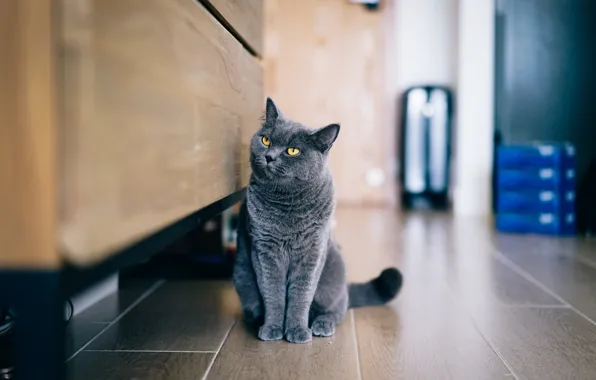 Картинка кот, серый, сидит, смотрит, британец