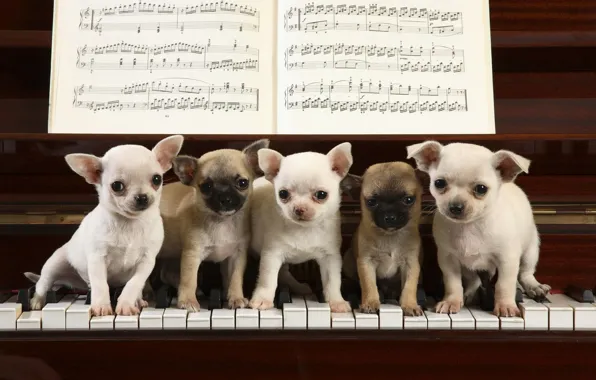 Ноты, игра, рояль, клавиши, щенки