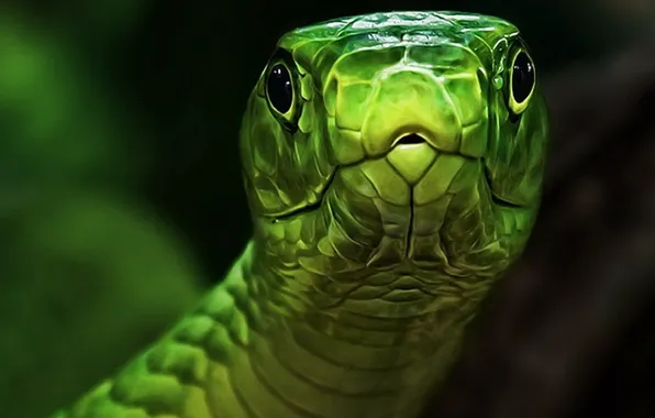 Глаза, змея, голова, зеленая