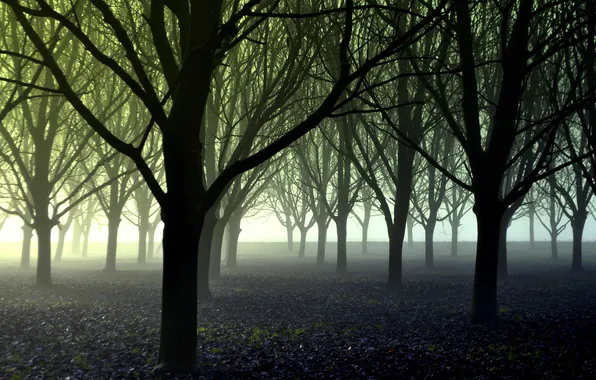 Лес, деревья, туман, посадки