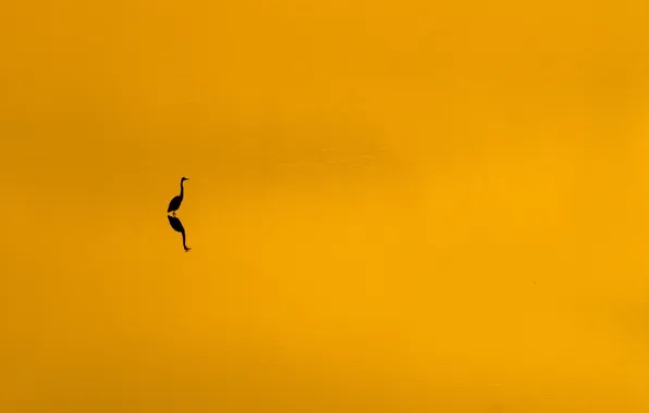 Картинка закат, птица, минимализм