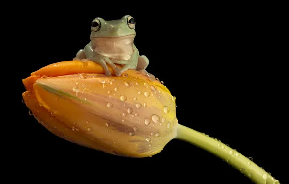 Wallpaper, animals, cute