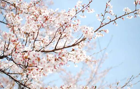 Дерево, весна, цветение