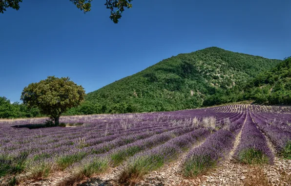 Поле, небо, дерево, холм, trees, fields, лаванда, lavender