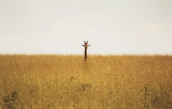 Картинка giraffe, savannah, wildlife, neck