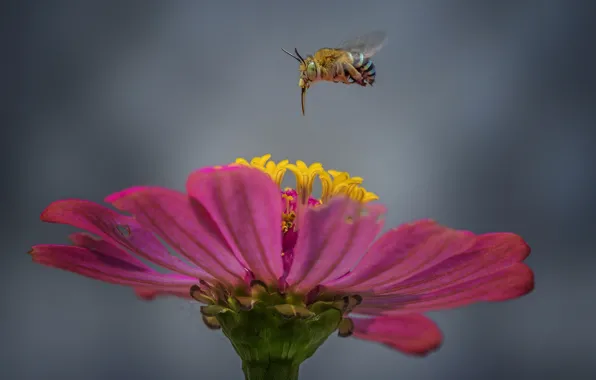 Картинка цветок, пчела, flower, bee, Hendy Mp