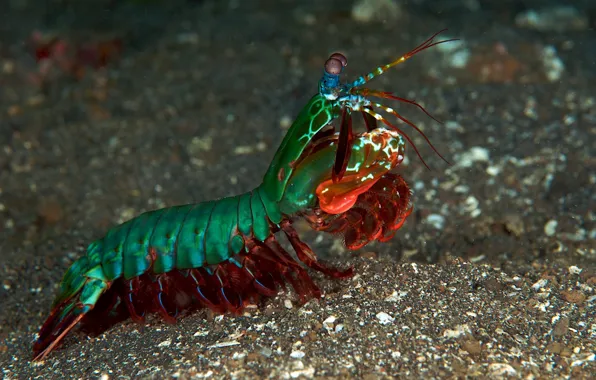Насекомое, Peacock, Mantis, морское, Shrimp