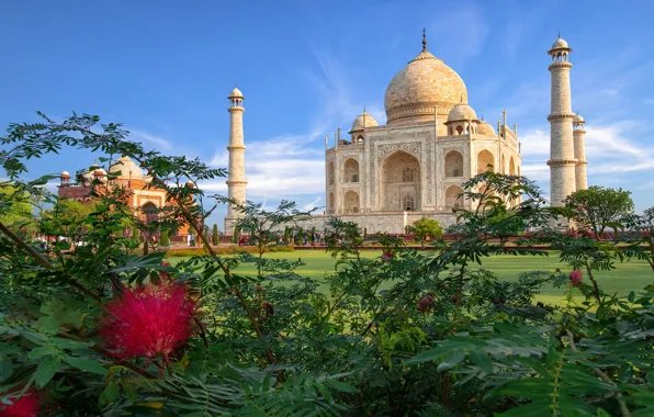 Индия, Тадж-Махал, мечеть, архитектура, кусты, мавзолей, Агра, Taj Mahal