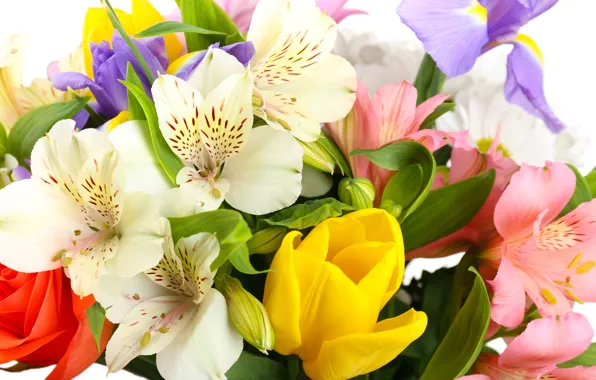 Картинка цветы, тюльпаны, белый фон, ирисы, белые хризантемы, Альстромерия