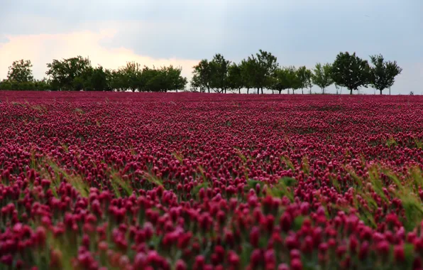 Картинка поле, цветы, природа, nature, flowers, purple, Field