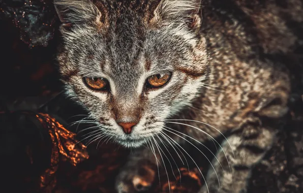 Кошка, глаза, кот, взгляд, бронза, тонирование