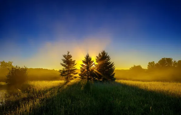 Картинка лес, солнце, лучи, восход, поляна, елки