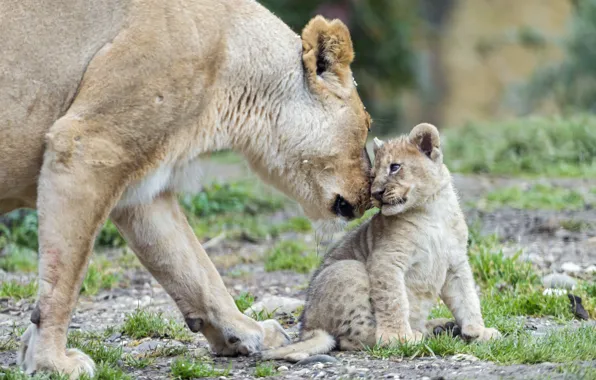 Кошки, пара, детёныш, котёнок, львица, львёнок, ©Tambako The Jaguar