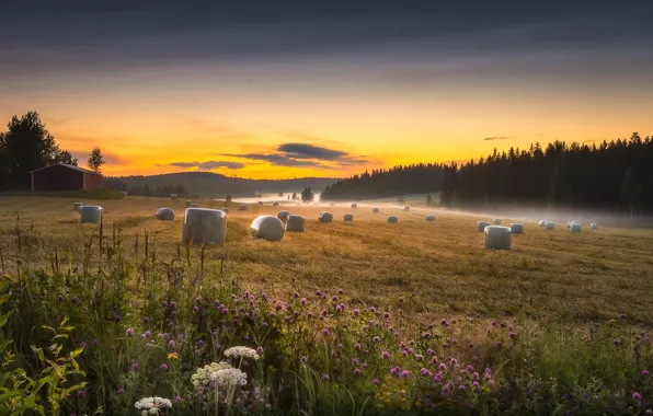 Картинка поле, туман, сено