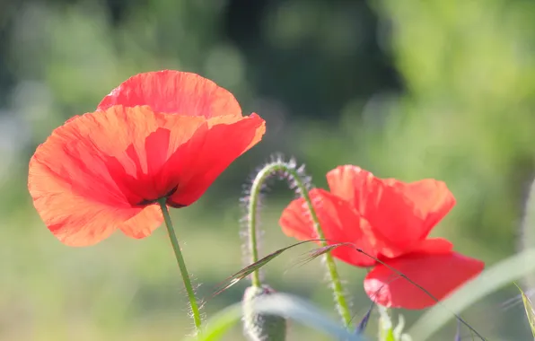 Red, flower, poppy