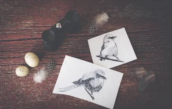 Картинка птицы, рисунок, яйца, перья, рисунки, бинокль, птичка