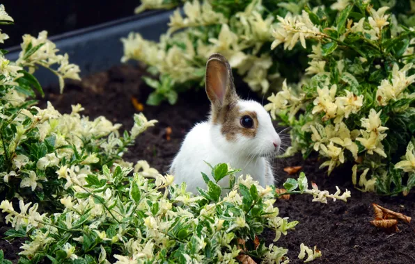 Опасные зайцы. Как спасти сад от ушастых вредителей
