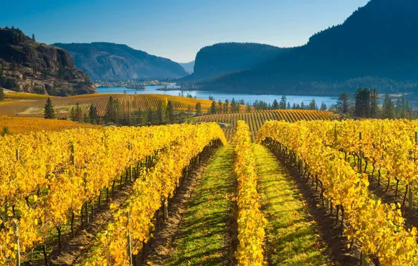 Картинка осень, горы, природа, Канада, виноградник, Британская Колумбия, долина озера Оканаган