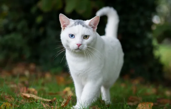 Кошка, лето, глаза, белая