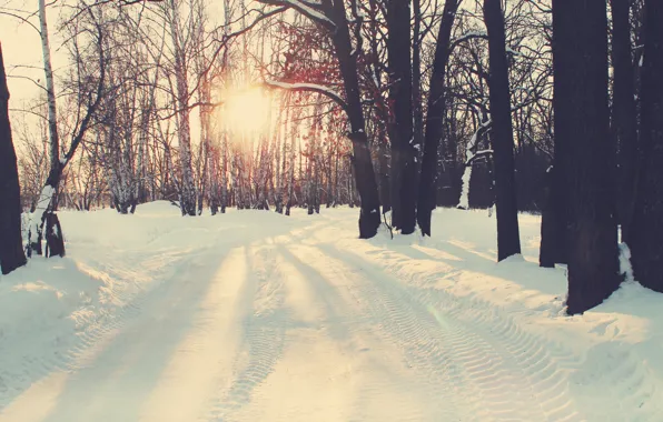 Картинка зима, лес, снег, природа, тепло, forest, winter, snow
