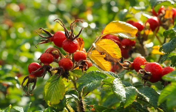 Red, rose, fruit