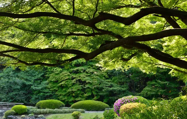 Картинка деревья, парк, Япония, Токио, Tokyo, Japan, Императорский парк Синдзюку, Синдзюку Гёэн