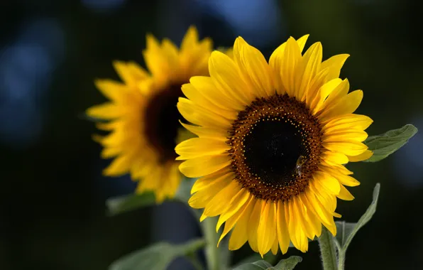 Картинка подсолнухи, лепестки, Sunflower