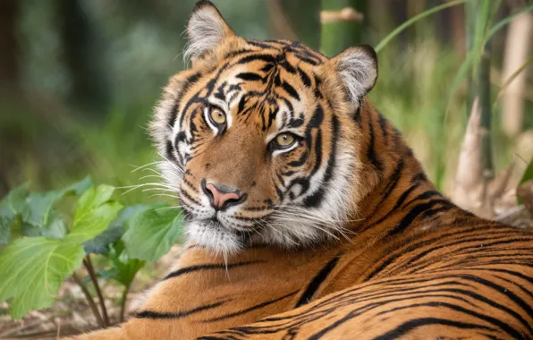 Взгляд, морда, тигр, хищник, дикая кошка