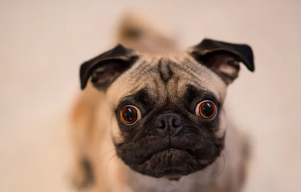 Взгляд, друг, собака