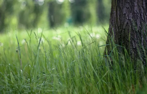 Трава, макро, природа