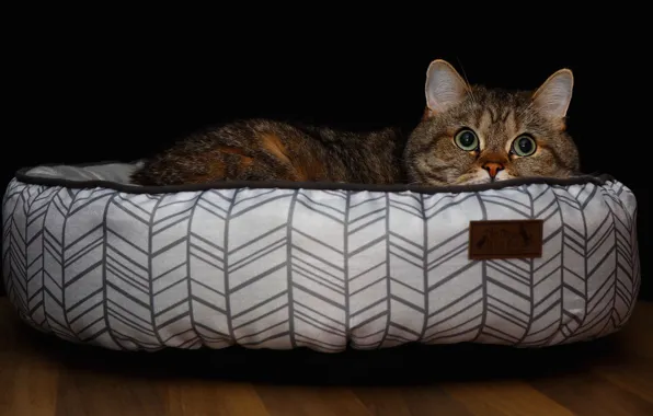 Кошка, кот, взгляд, морда, поза, уют, серый, портрет
