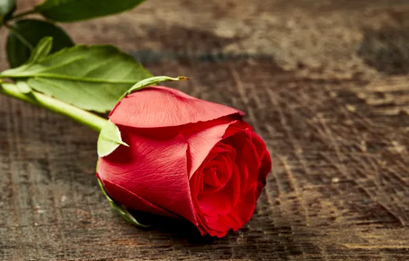 Розы, бутон, red, rose, красная роза, wood, romantic, bud