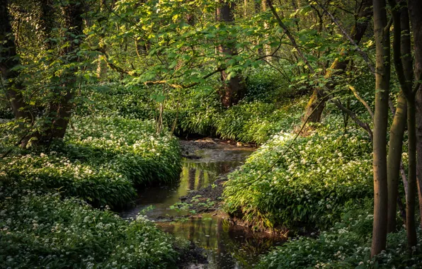 Картинка зелень, лес, трава, деревья, цветы, ветки, ручей, листва