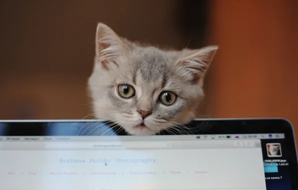 Взгляд, серый, мордочка, ноутбук, котёнок, Божена Пучко