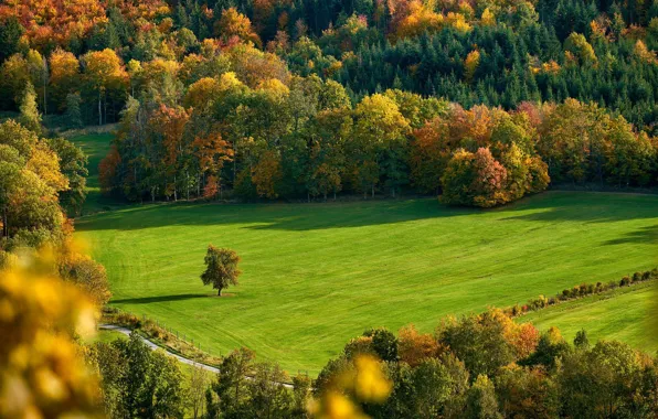 Картинка деревья, дороги, зеленый холм, начало осени