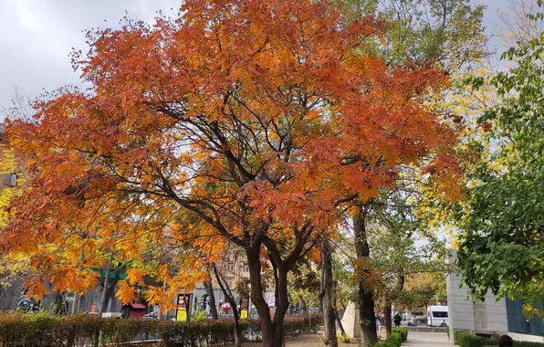 Осень, дерево, красное, red, зеленое, autumn, colours, tree