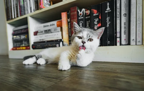 Язык, кошка, котенок, комната, книги, пол, лежит, полки