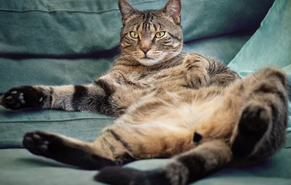 Кошка, кот, поза, серый, диван, лапы, хвост, лежит