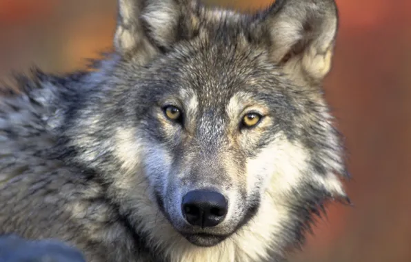 Nature, face, animal, wolf, wildlife, head, fur, mammal