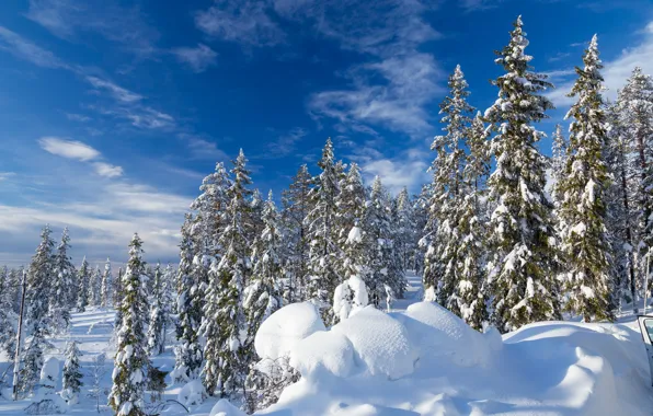 Зима, лес, небо, снег, ели, сугробы, Швеция, Sweden